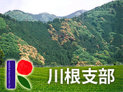 川根茶